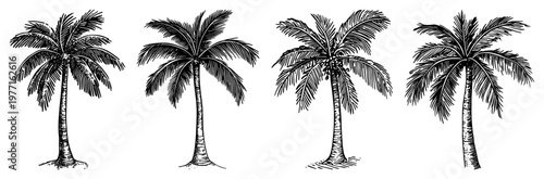 Detailed Hand Drawn Vector Set of Tropical Coconut Palm Trees in Engraving Style