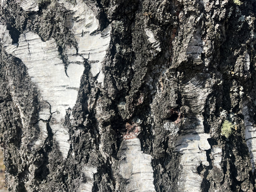 old tree bark