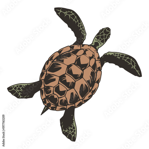 Surfer watches turtle glide by