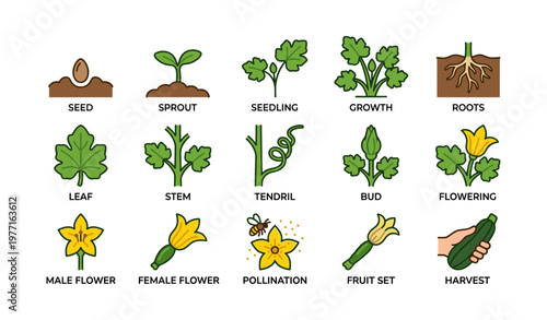 Plant growth stages with visual guide from seed to harvest