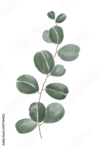Watercolor eucalyptus branch with green leaves isolated on transparent background