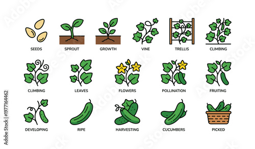 Cucumber plant growth stages and development process illustrated