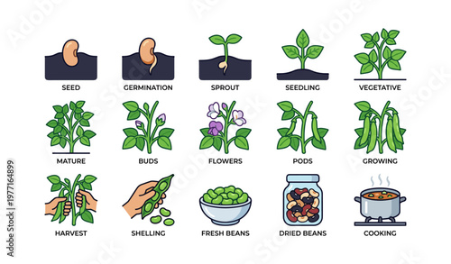 Growth stages of bean plant from seed to cooking illustrated with icons
