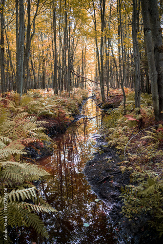 Rivière en forêt 3