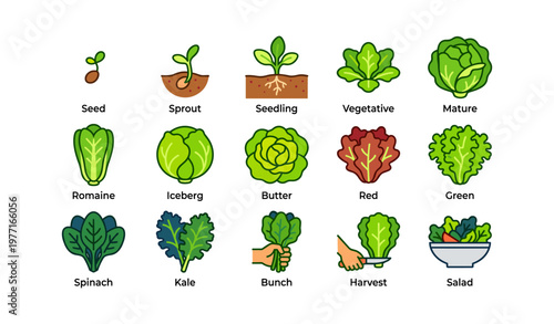 Stages of lettuce growth and varieties illustrated in colorful icons