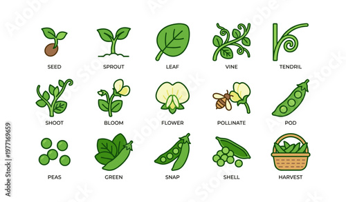 Growth stages of peas: seed to harvest with pods and leaves