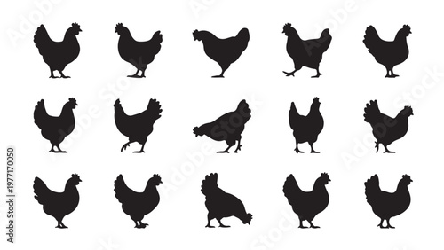 Set of fifteen black chicken silhouette in a grid bird