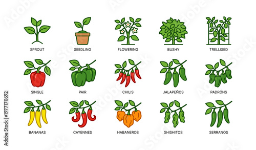 Illustrated guide to pepper varieties and growth stages