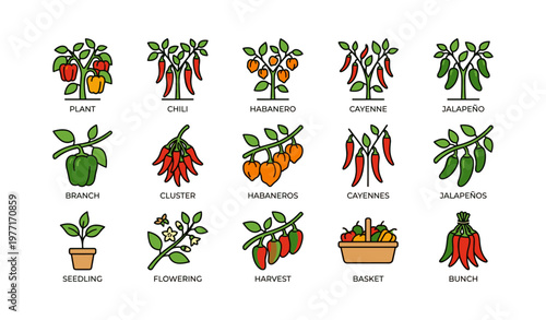Variety of chili pepper illustrations featuring habanero and jalapeño plants