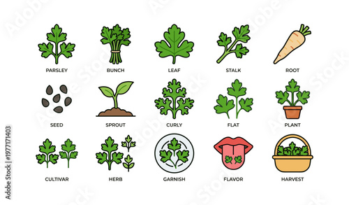 Parsley icons: seed, sprout, leaf, stalk, harvest with herb variations and garnish