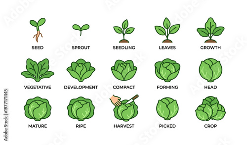 Cabbage growth stages: seed to harvest cycle illustrated