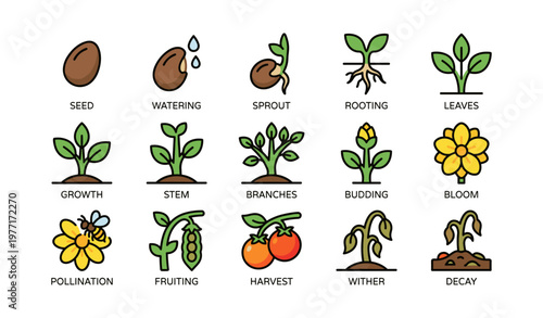Stages of plant growth illustrated with simple icons