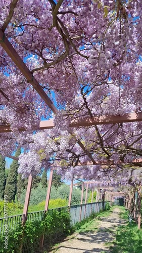 A walk in the shade of beautiful blooming wisteria trees above a wooden pergola in a sunny spring garden. The picturesque flower tunnel with purple flowers creates a romantic nature video.