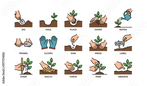 Step-by-step guide to planting: dig, place, tend, and water for successful growth