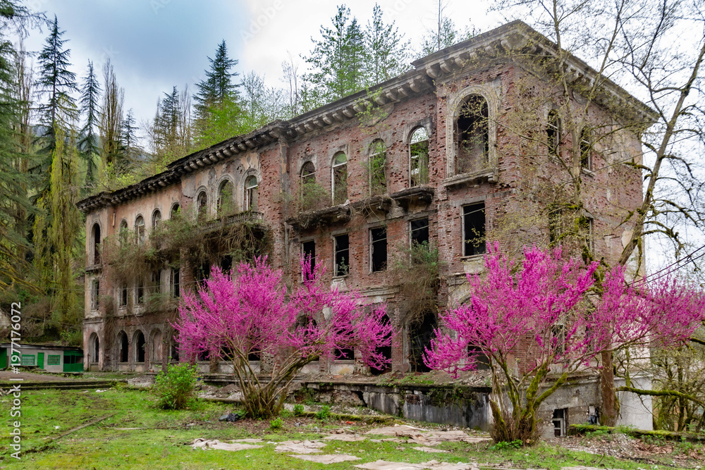 Obraz premium Abandoned neoclassical buildings in the ghost town of Akarmara. Ruined brick facades with arched windows and blooming pink cercis trees in a mystical mountain valley in spring. Abkhazia.