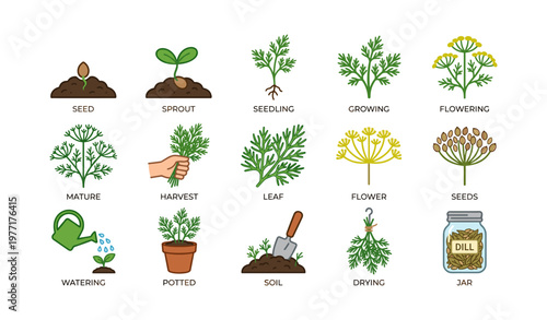 Stages of dill plant growth and cultivation process illustration