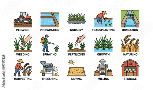Stages of rice cultivation process from plowing to storage