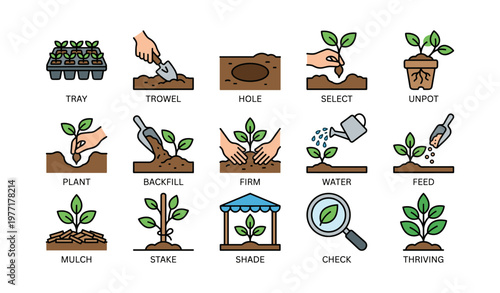 Steps to planting and caring for seedlings: a gardening guide