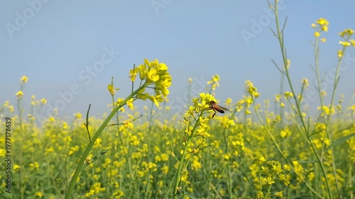 Busy Bee Flying Over Bright Yellow Flowers In Lush Green Field For Nature Concepts