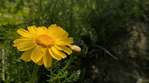 Vibrant Yellow Flower Blooming Outdoors In Lush Greenery For Nature Concepts
