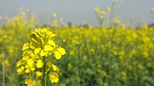 Vibrant Yellow Rapeseed Flowers Swaying In Breezy Field For Nature Backgrounds