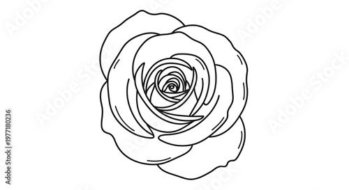 A detailed line drawing of a large rose appears centered