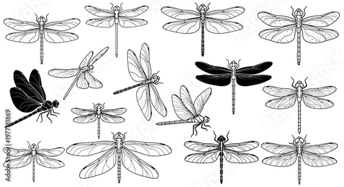 Dragonflies captured in various poses show grace and intricate wing.
