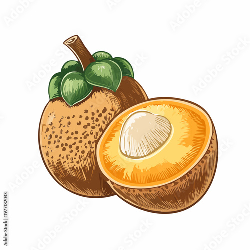 A drawing of a whole mango and a sliced mango showcasing its yellow pulp and seed.