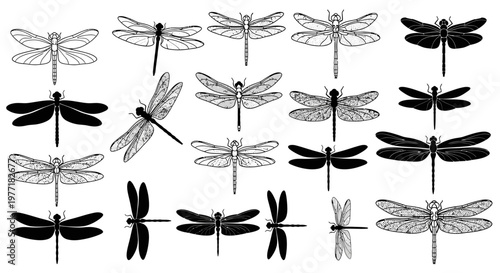 Dragonflies collection features various insect silhouettes and line.