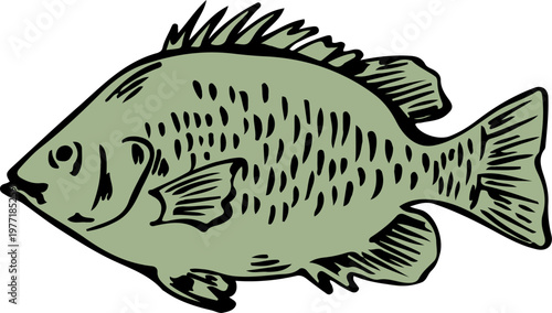 Sea bream or tilapia fish hand drawn sketch vector illustration