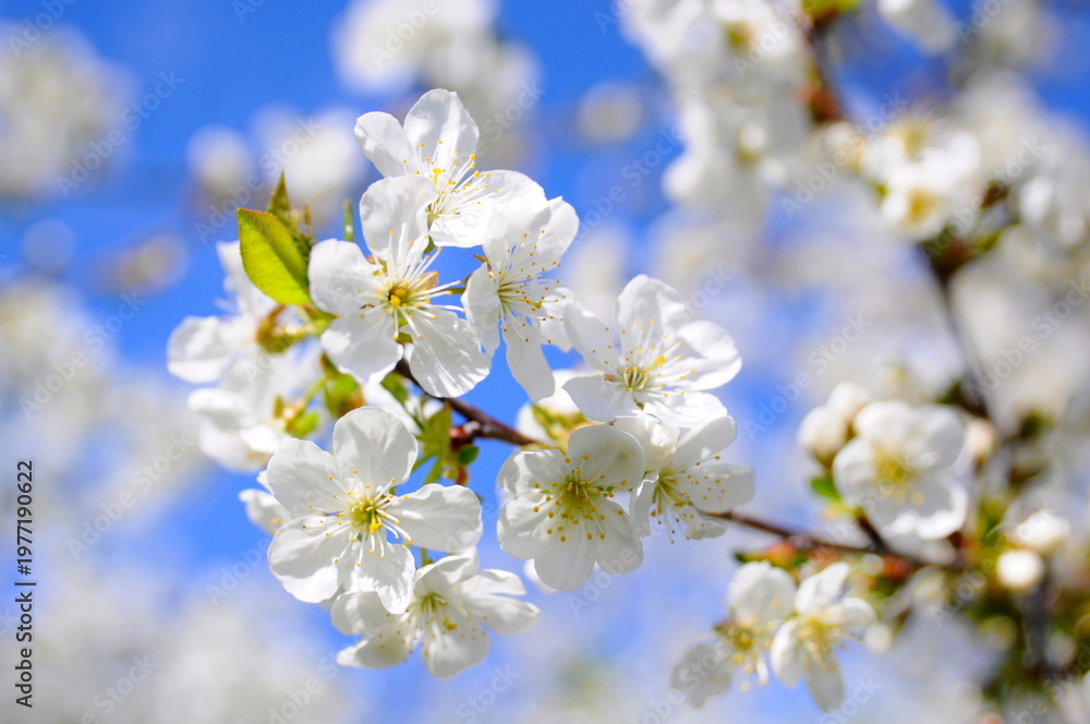 Obraz premium Cherry tree blossom