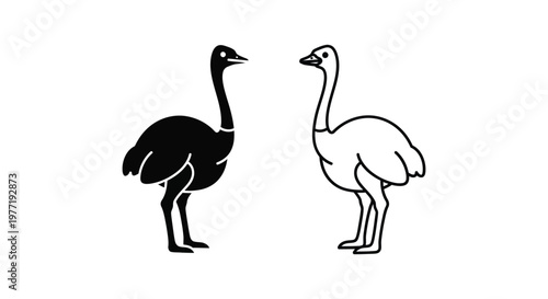 Emus vs Ostriches: Flightless Bird Comparison Guide Vector
