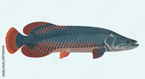 Arapaima Fish Illustration: Amazon River Aquatic Life, Exotic Freshwater Species