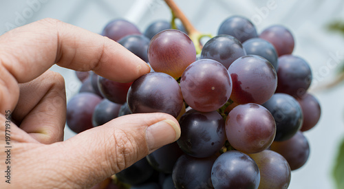 A person hand harvesting a cluster of dark purple grapes growing on a vine in a sunny vineyard