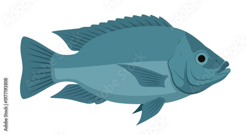Blue Tilapia Fish Isolated on White Background, Aquatic Animal Illustration