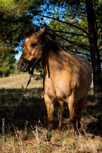 Caballo marron abajo de pinos