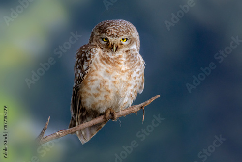 Canvastavla beautiful closeup of the spotted owlets on the tree