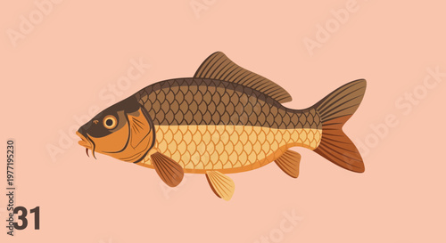 Illustration of a carp fish, freshwater aquatic animal, simple flat design