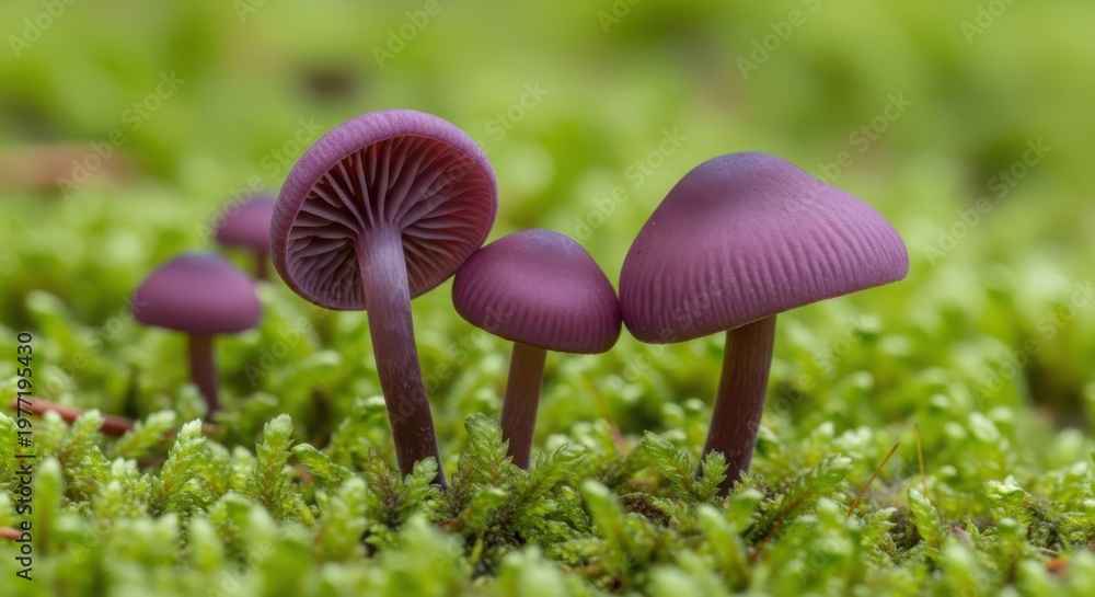Fototapeta premium Vibrant Purple Mushrooms Growing Among Lush Green Moss in a Forest Setting