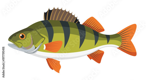 Illustration of a European Perch fish with green and black stripes, orange fins, on white background