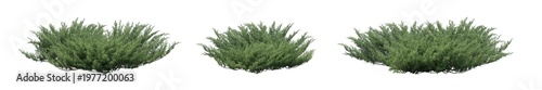 juniperus sabina (savin juniper, savin, sabina) isolated PNG on a transparent background premium nature cutout