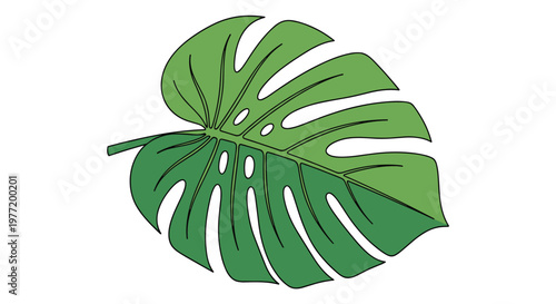 Simple graphic illustration of a single green monstera deliciosa leaf with its characteristic holes and lobes on a white background.