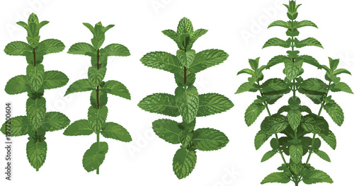 Fresh Green Mint Sprigs and Mentha Leaf Vector Set Isolated on White Background for Culinary, Herbal Tea, Wellness, and Organic Health Product Designs