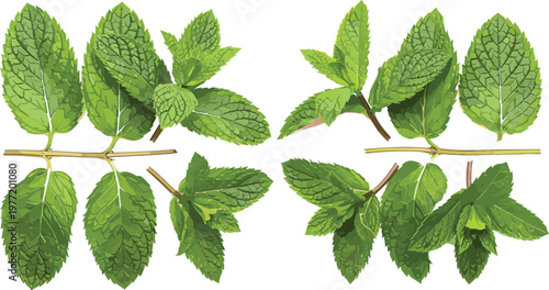 Fresh Green Peppermint Leaves and Mentha Sprigs Vector Set for Culinary Recipes, Herbal Tea Branding, Organic Wellness Products, and Natural Health Designs