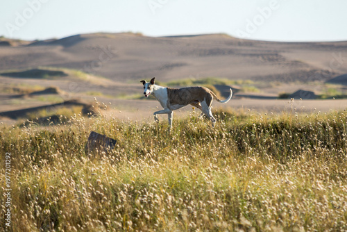 Galgo cazando en paisaje dunas medanos argentina