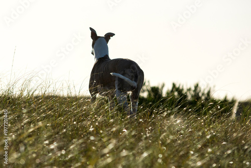 Galgo buscando presa en pastizal