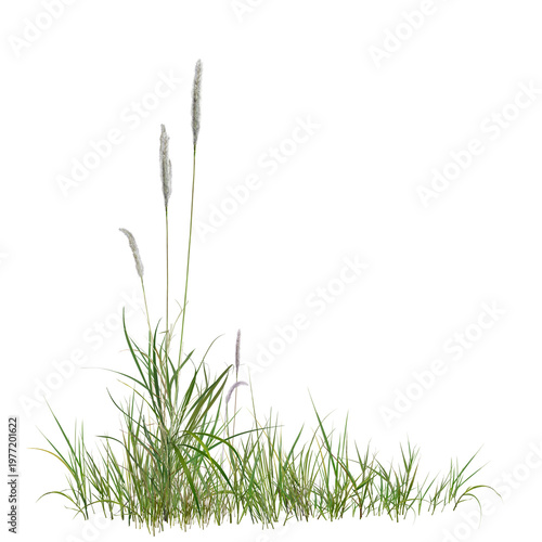 Cuadro en lienzo grass isolated on white background/High resolution wild green grass with white flowers isolated on white background