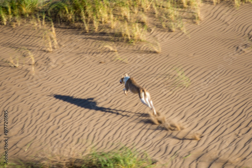 Galgo cazando mirando al horizonte en pastizal Argentina