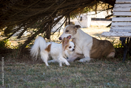 Galgo y perro pequeño blanco y marron