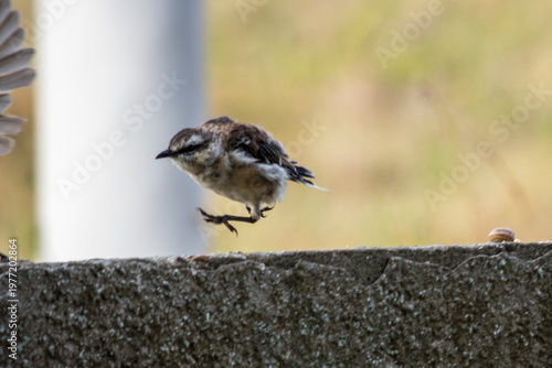Calandria juvenil saltando volando